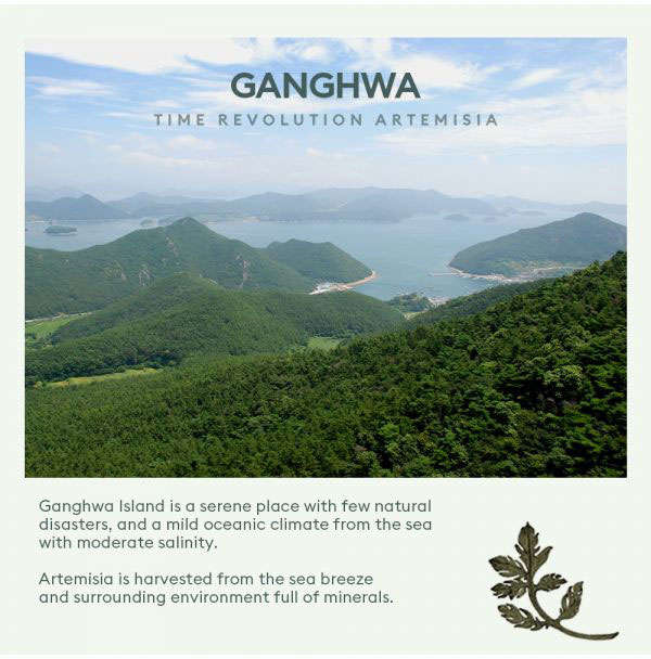 artemisiapackfoamcleanser_ganghwaisland_1--3