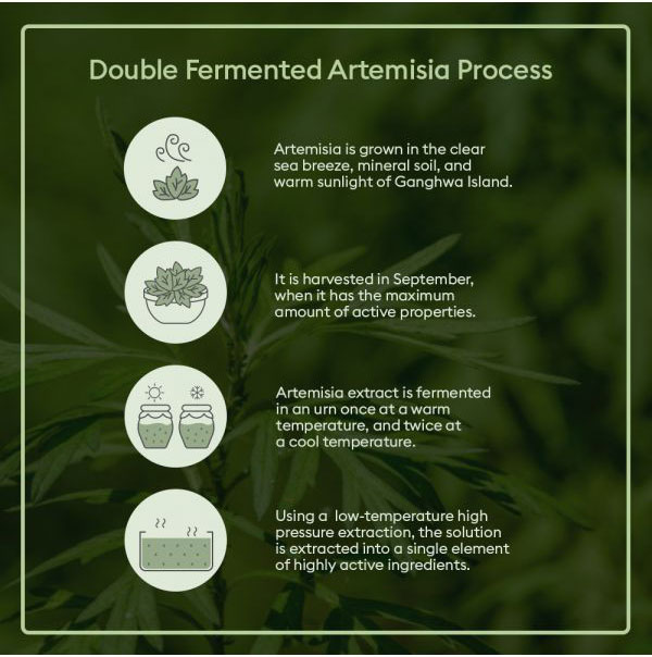 artemisiapackfoamcleanser_ganghwaisland_1--4